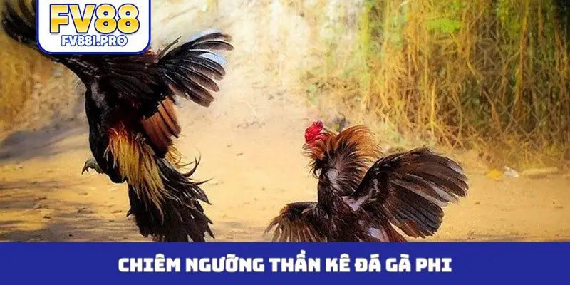 Chiêm ngưỡng thần kê đá gà Phi