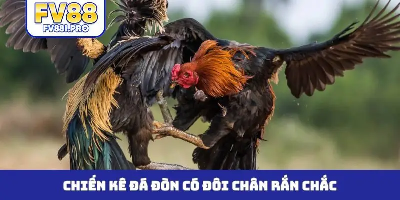 Chiến kê đá đòn có đôi chân rắn chắc