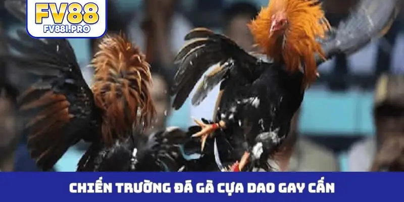 Chiến trường đá gà cựa dao gay cấn