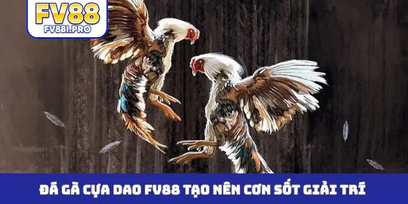 Đá gà cựa dao