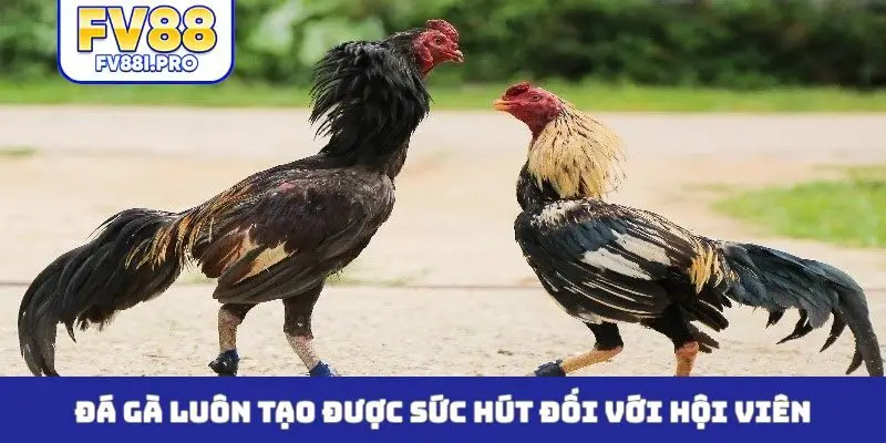 Đá gà luôn tạo được sức hút đối với hội viên