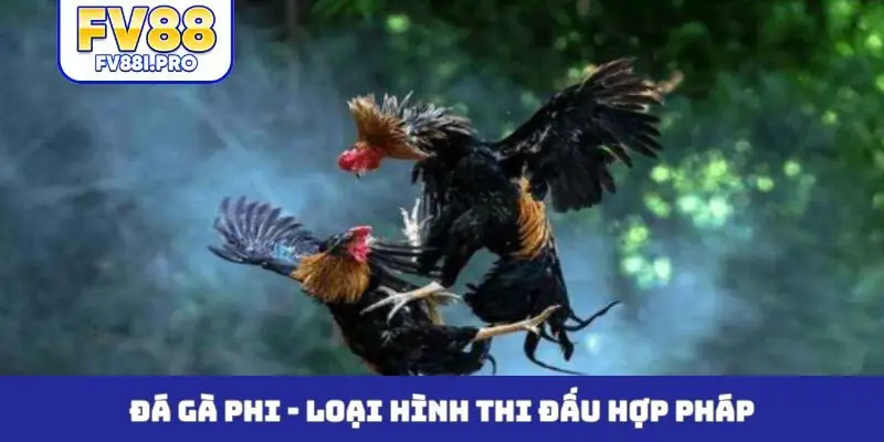 Đá gà Phi