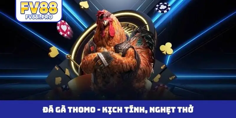 Đá gà Thomo