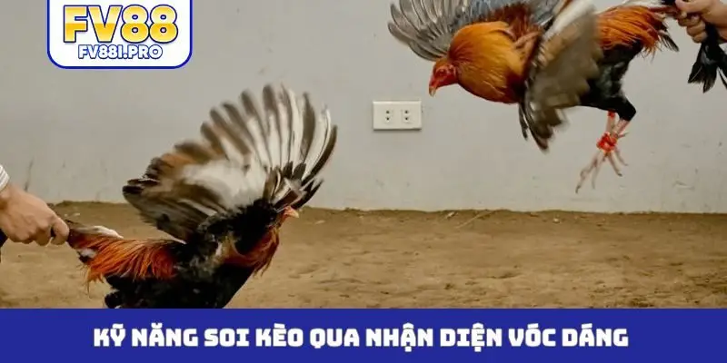 Kỹ năng soi kèo qua nhận diện vóc dáng