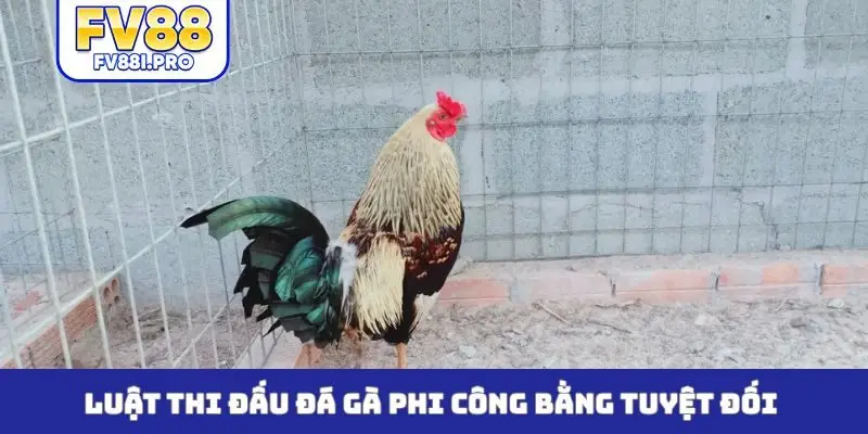 Luật thi đấu đá gà Phi công bằng tuyệt đối