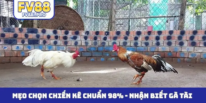 Mẹo chọn chiến kê chuẩn 98