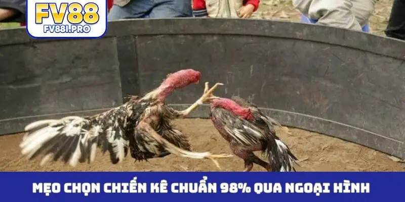 Mẹo chọn chiến kê chuẩn 98% qua ngoại hình