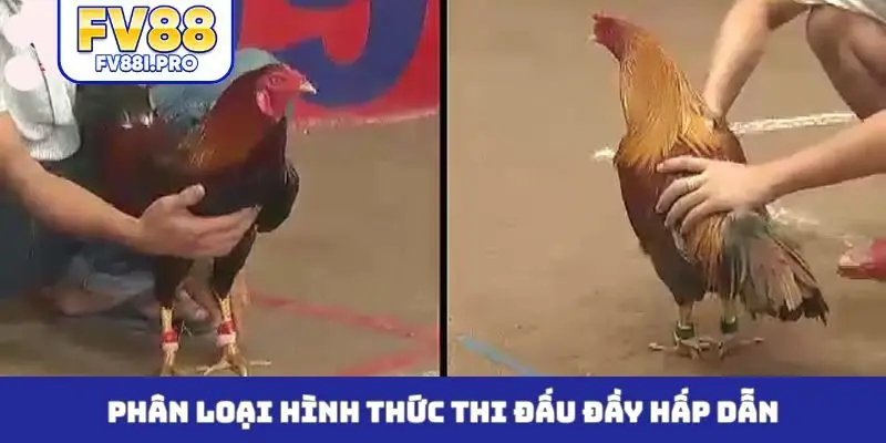 Phân loại hình thức thi đấu đầy hấp dẫn