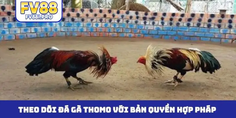 Theo dõi đá gà Thomo với bản quyền hợp pháp