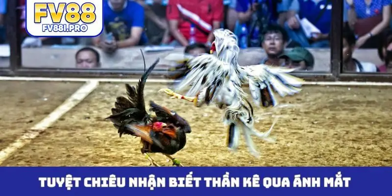 Tuyệt chiêu nhận biết thần kê qua ánh mắt