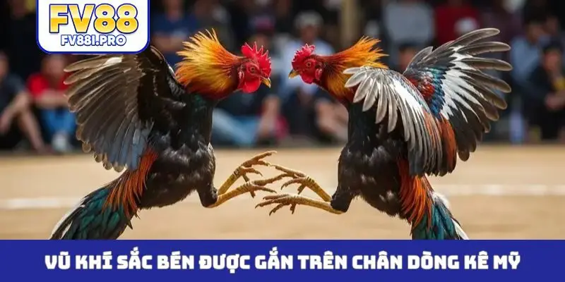 Vũ khí sắc bén được gắn trên chân dòng kê Mỹ